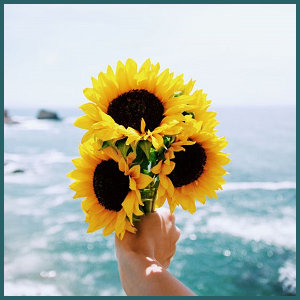 sunflowerseapost.png