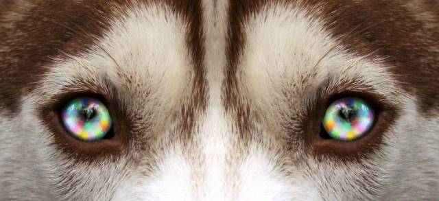 MuttEyes.jpg