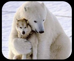 Death-hug-dog-funny-animals-Love-Animales-_-bear-perro-oso_large_thumb.png