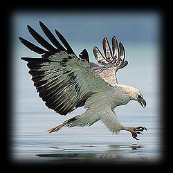 eagle1.png