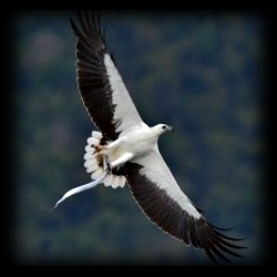 eagle2.png