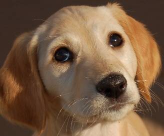 puppies!.jpg