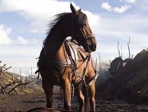 rsz_1war-horse_poster-4.jpg