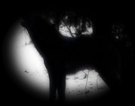 wolf1.png