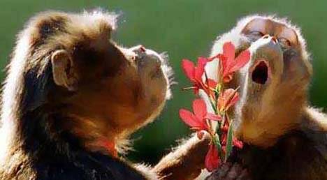flowerserenade.jpg