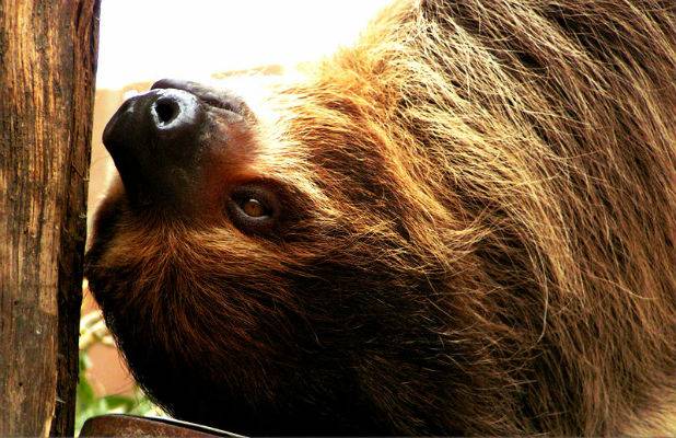 Two_toed_Sloth_face_by_KIARAsART_zps378f3afe.jpg