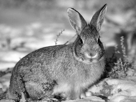 rabbit.jpg