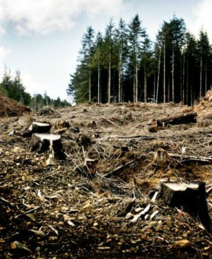 Lumber Mill2.png
