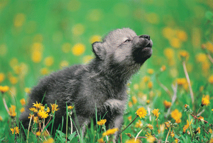 puppy.gif