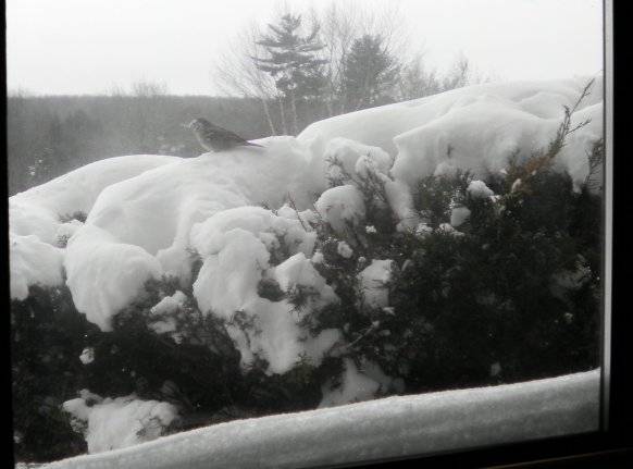 birdysnow.jpg