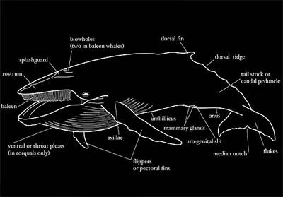 whale.jpg