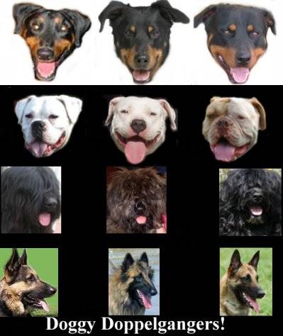 DogDops.jpg