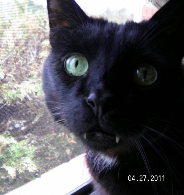 adorable sable.jpg