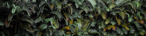 junglebanner.png