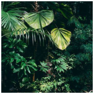 jungle.png