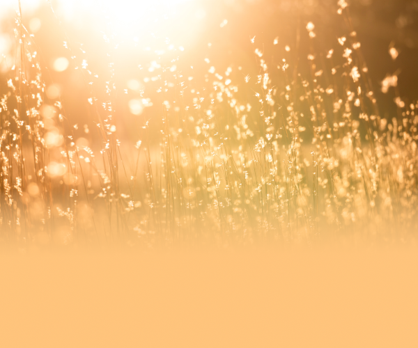 sungrass.png