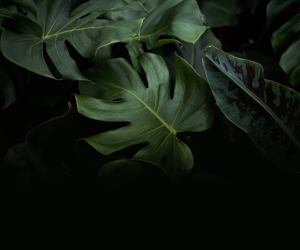 monstera.png