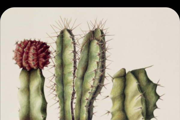 cactus.png