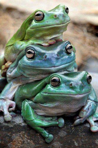 frogstack.jpg