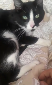cat.png