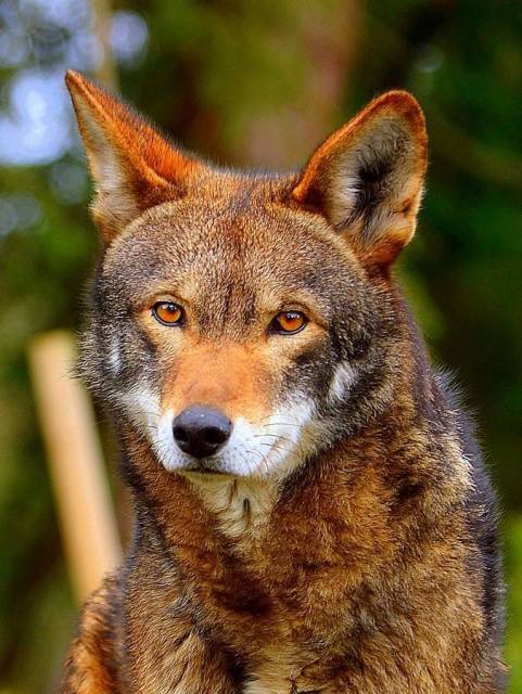 red wolf.jpg