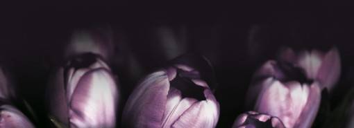 purpleflowers_510.jpg