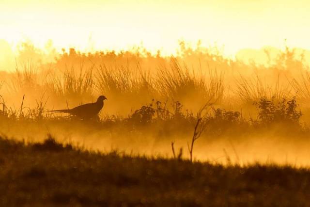 DRAFT new back ground, yellow morning, bird in fore ground.JPG