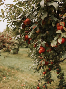 snow apple orchard2.png