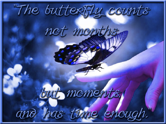 butterfly.png