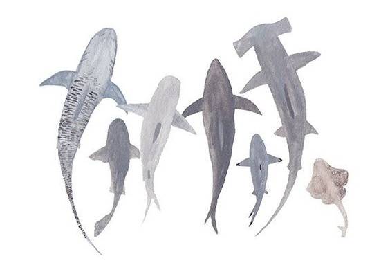 sharks.jpg