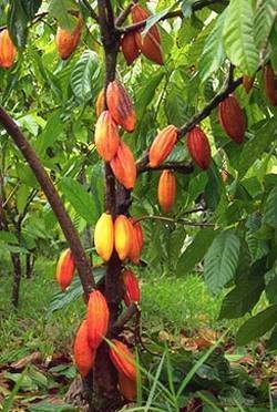 cacao tree.jpg