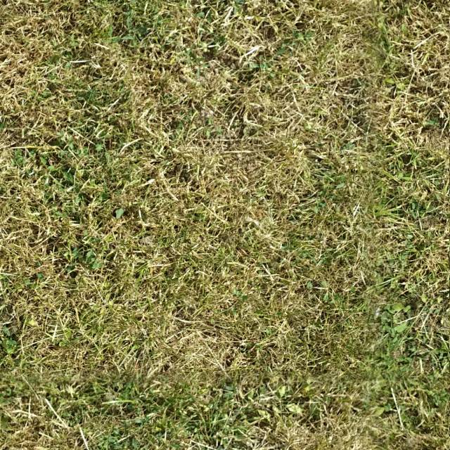 grass01.jpg