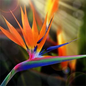 birdofparadise.jpg