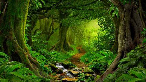 rainforest.jpg