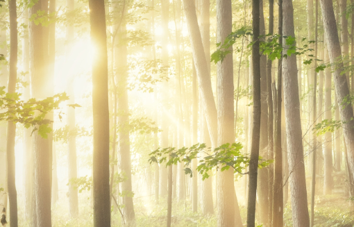 lighttrees.png