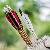 middle-ages-set-old-colorful-wooden-arrows-feather-hanging-stand-bag-nature-close-up-selective-focus-medieval-118985693 (1).jpg