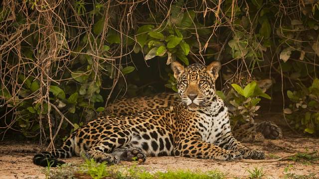 HD-wallpaper-jaguar-lying-down-big-cats-predator-forest-animal.jpg