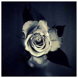 Rose____by_XipnosS.jpg