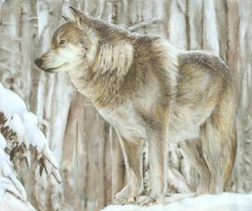 wolf_about.jpg