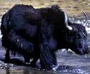 Yak.jpg