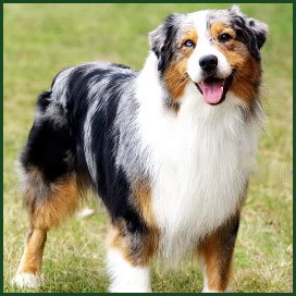 RikiDog02.png