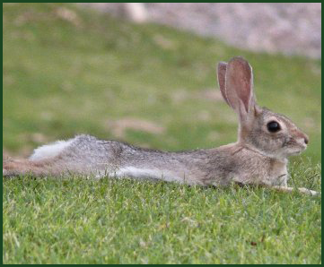 RikiRabbit.png