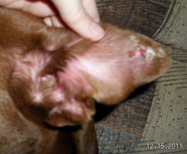 ear left.jpg