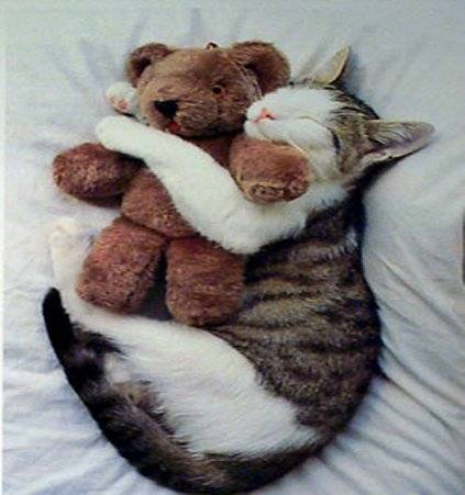 kittyhug.jpg