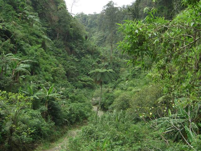 jungle_valley_01.jpg