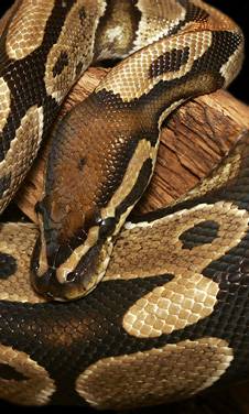 snake2.jpg