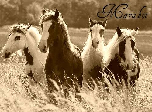 4horses.jpg
