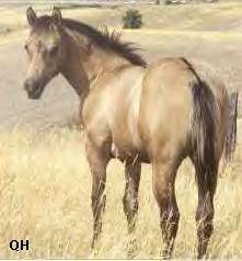 dunhorse.JPG
