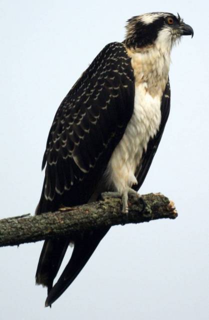 Osprey-761685.jpg