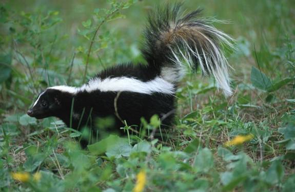 Skunk.jpg